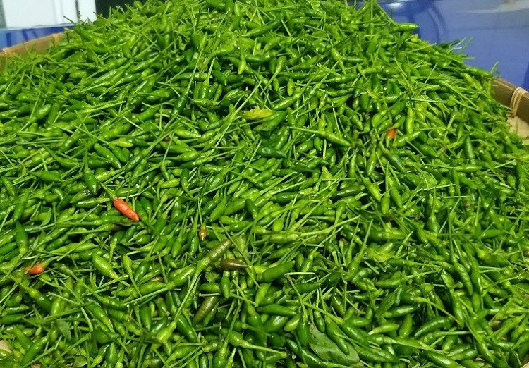 Ban đầu, người dân địa phương chỉ để ăn trong nhà, dần dần sản lượng thu hoạch nhiều nên ớt a riêu được gom bán ra thị trường. Ảnh: Người đưa tin
