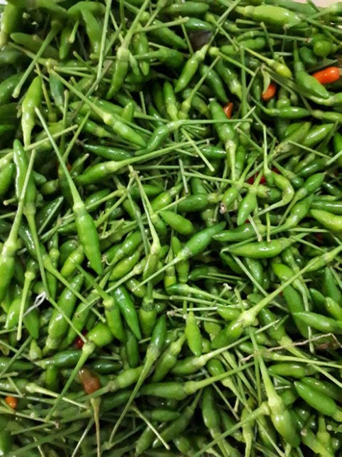 Nhờ trồng ớt a riêu, mỗi hộ dân có thể thu nhập 20-50 triệu một năm tùy theo diện tích trồng cũng như năng suất. Ảnh: Internet