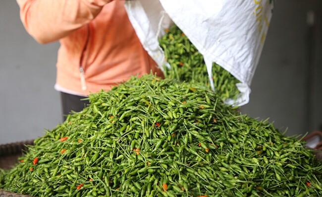 So với cây ngô, loại ớt bé xíu này cho thu nhập gấp 10 lần vì không phải tốn công đầu tư. Ảnh: Internet