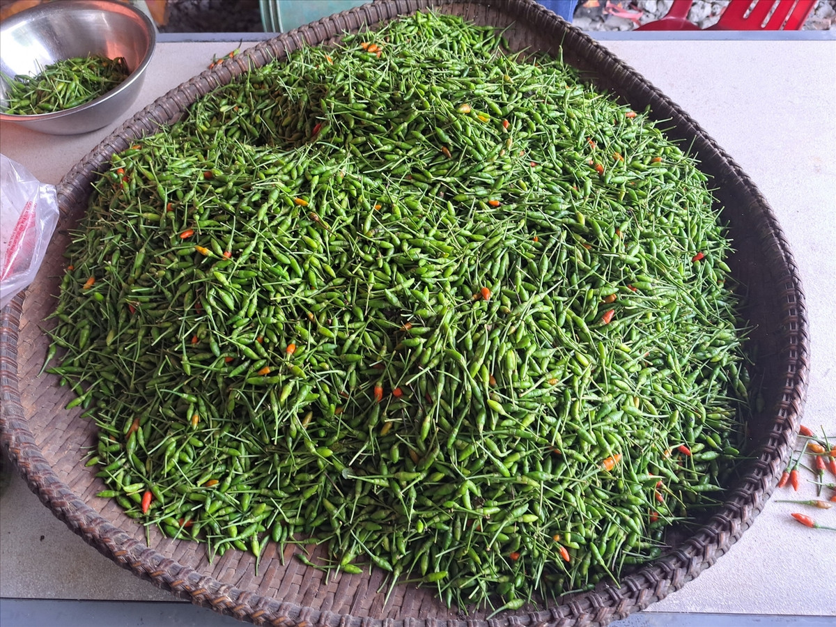 Ớt thu hoạch bán cho hợp tác xã giá từ 200.000 - 270.000 đồng/kg. Lúc trái vụ, giá ớt a riêu lên đến 400.000 - 500.000 đồng/kg. Ảnh: Báo dân tộc và phát triển