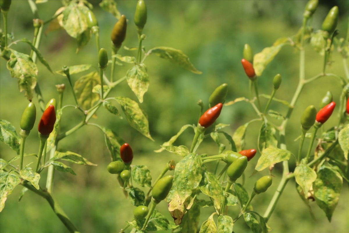 Hiện nay, ớt a riêu trở thành cây trồng mang lại thu nhập không nhỏ cho bà con địa phương. Cây ớt a riêu dễ trồng, dễ chăm sóc và cho năng suất cao. Ảnh: Báo dân tộc &amp; phát triển