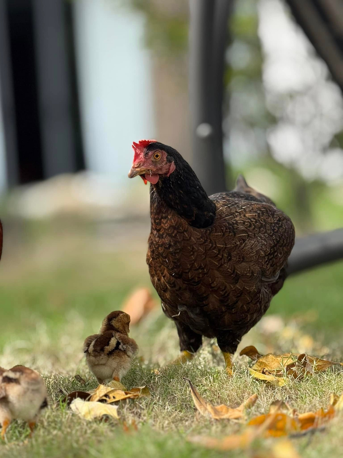 Từ gà trống, gà mái đến gà con. Ảnh: FB My Tam