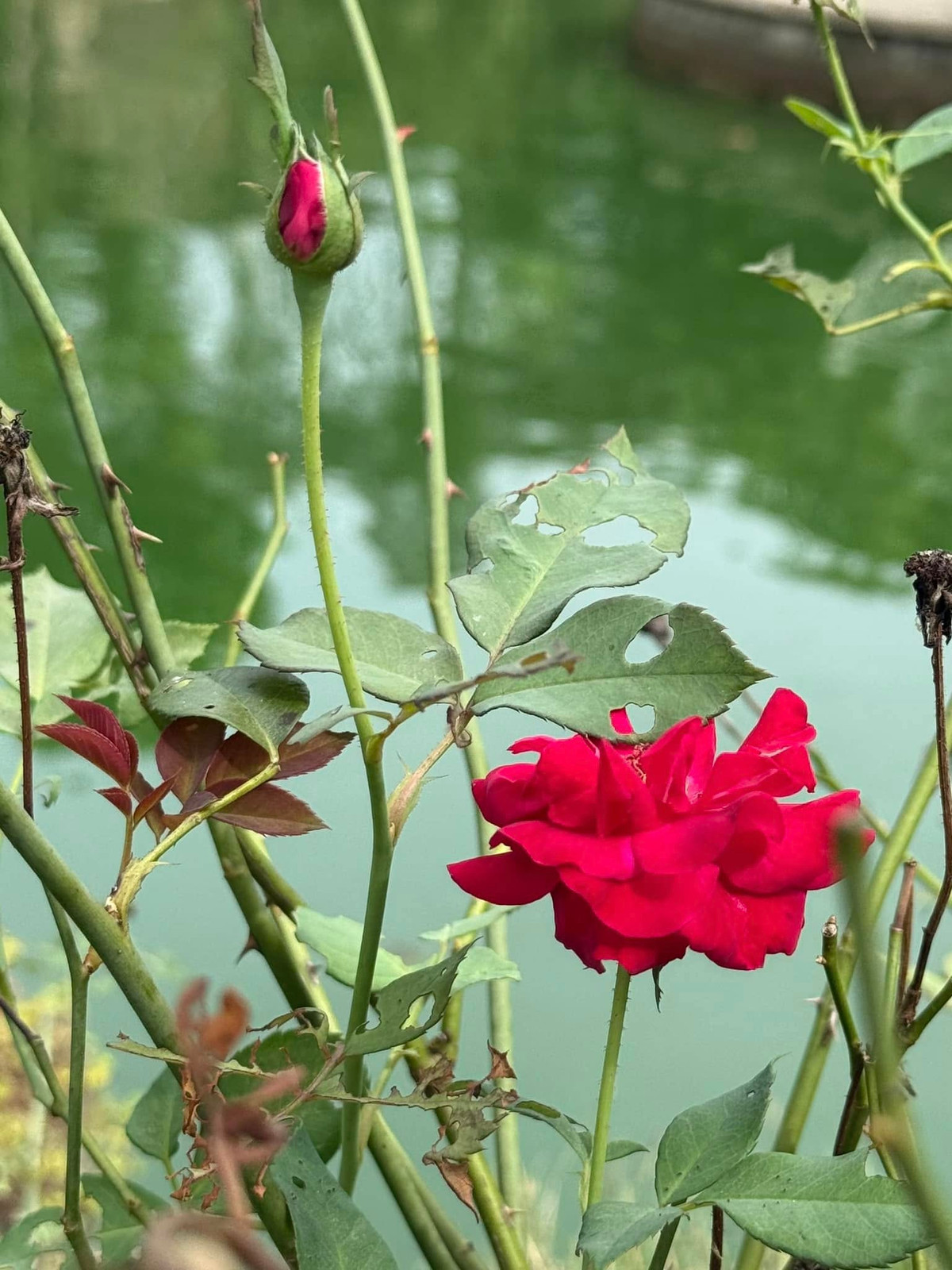 Mỗi khi về với khu vườn, nữ ca sĩ được hít thở hương thơm của cỏ cây, cho tinh thần thoải mái. Ảnh: FB My Tam