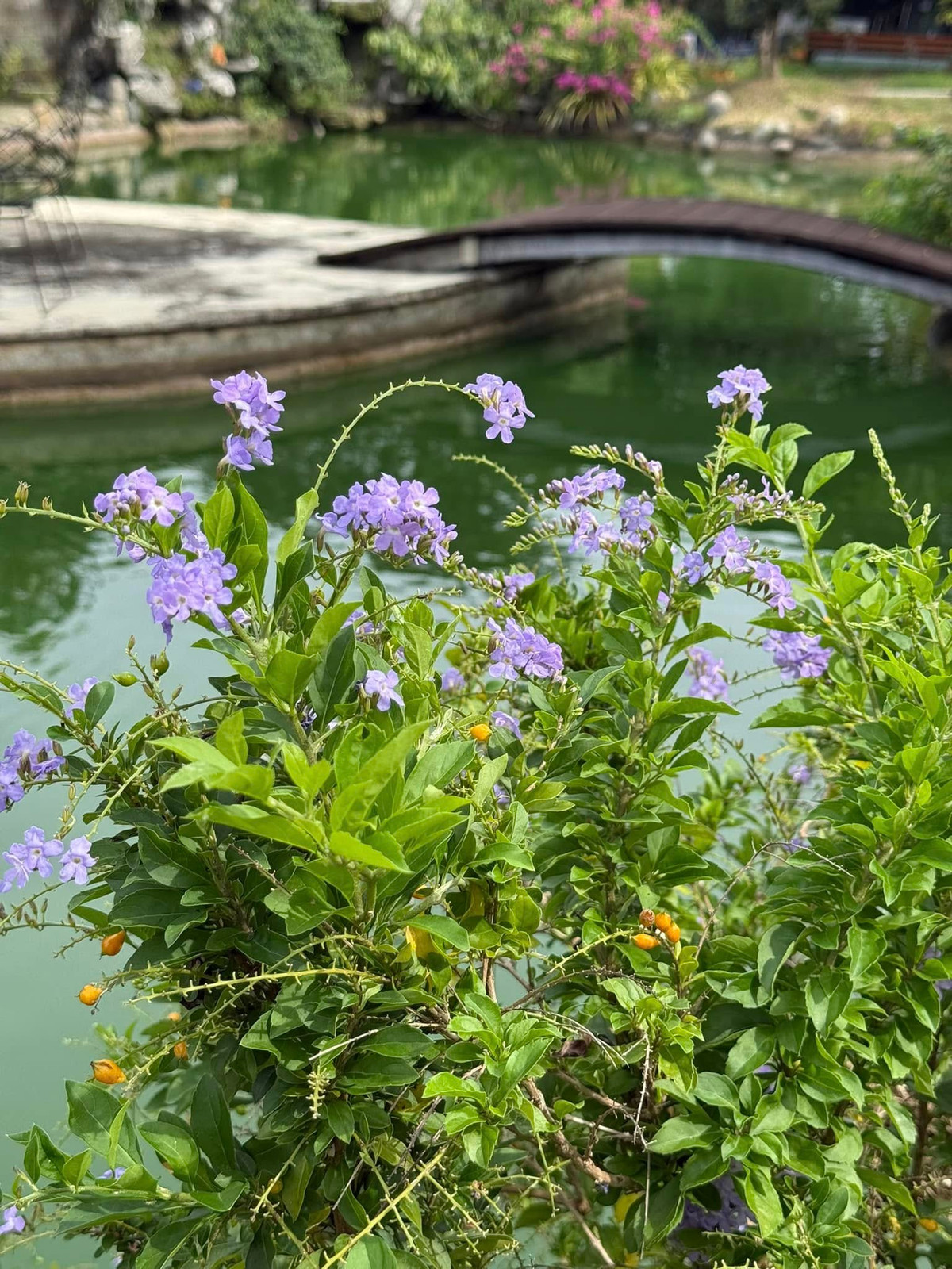 Nữ ca sĩ dành tình yêu đặc biệt cho việc làm vườn. Trên khu đất rộng hàng nghìn mét vuông ở Củ Chi (TP HCM), Mỹ Tâm trồng nhiều loại cây ăn trái, biến nơi đây thành khu vườn xanh mát, tràn đầy sức sống. Ảnh: FB My Tam