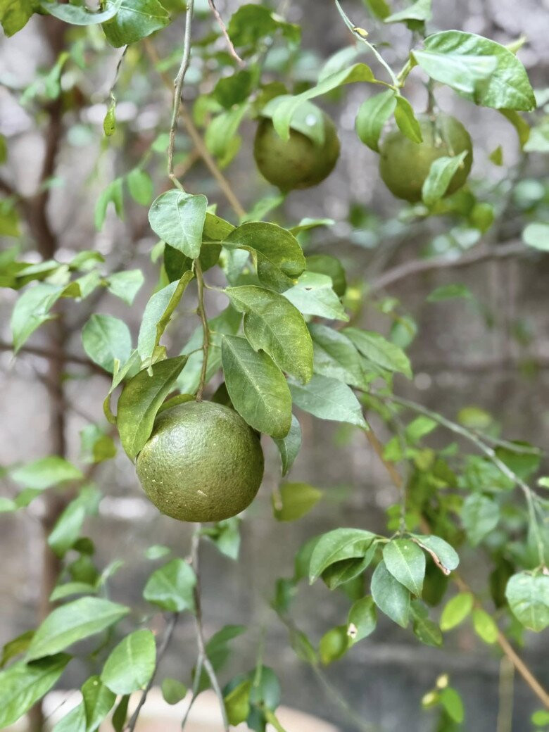 Mỹ Tâm đầu tư hệ thống tưới nước tự động cho từng loại cây. Ảnh: FB My Tam
