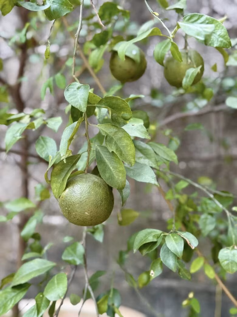 Mỹ Tâm đầu tư hệ thống tưới nước tự động cho từng loại cây. Ảnh: FB My Tam