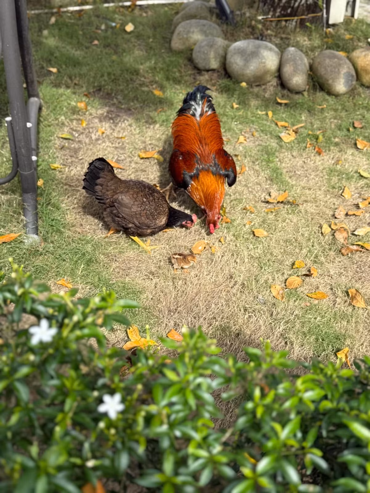 Ngoài trồng cây, Mỹ Tâm còn nuôi gà trong nhà vườn. Ảnh: FB My Tam