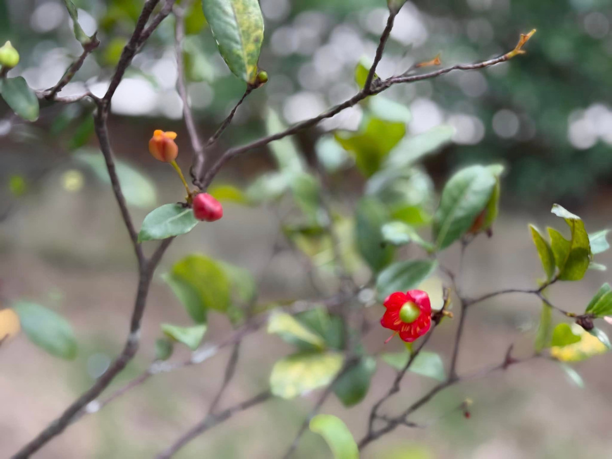 Nữ ca sĩ phân chia từng khu vực trồng rau, hoa và cây ăn trái. Ảnh: FB My Tam