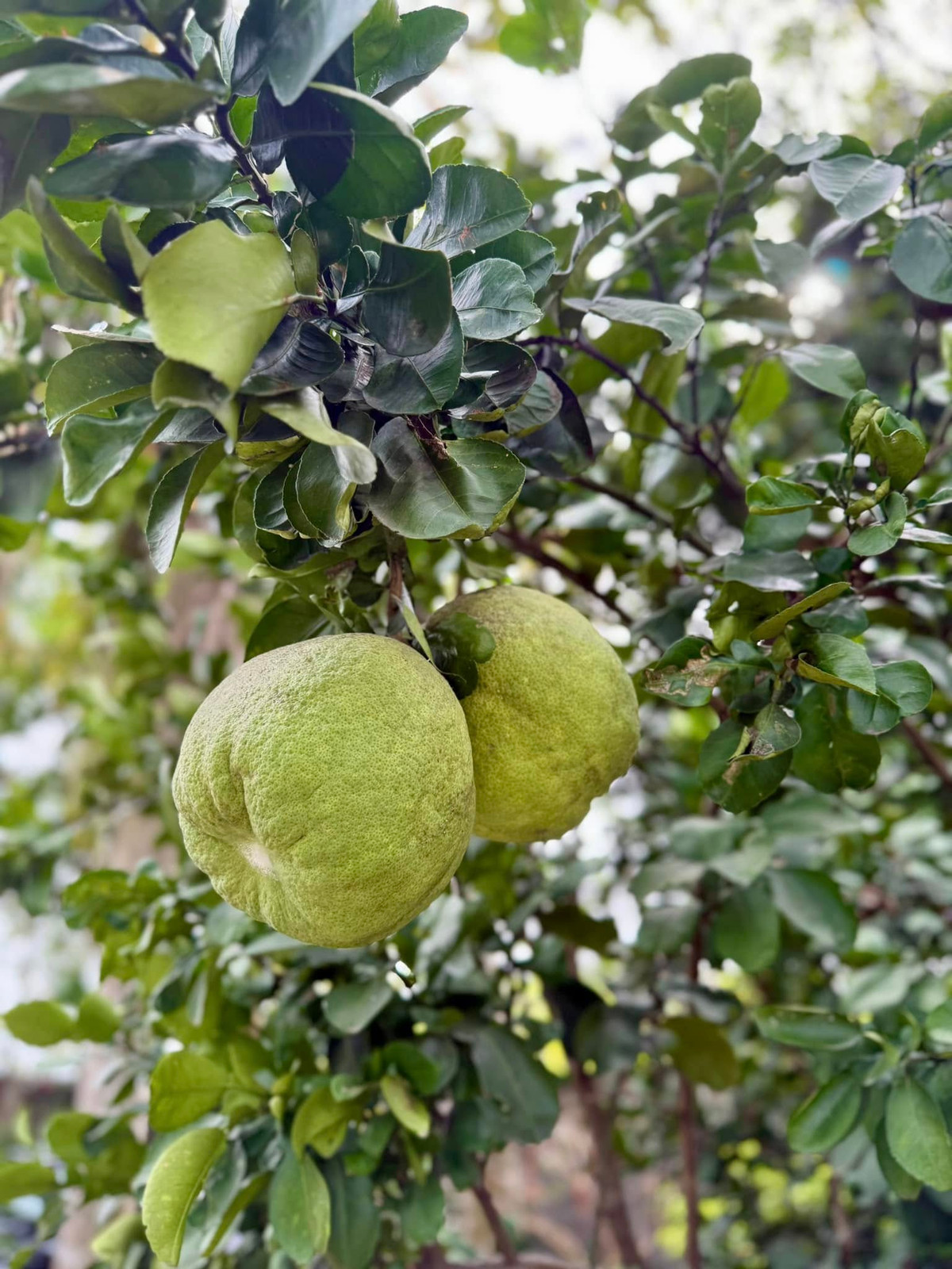 Cây bưởi tốt um và cho quả to. Ảnh: FB My Tam