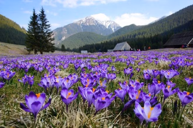 Người đân bắt đầu công việc trước khi mặt trời mọc. Mỗi người thu hái được 4-5 kg hoa một ngày. Ảnh: Tehrantimes