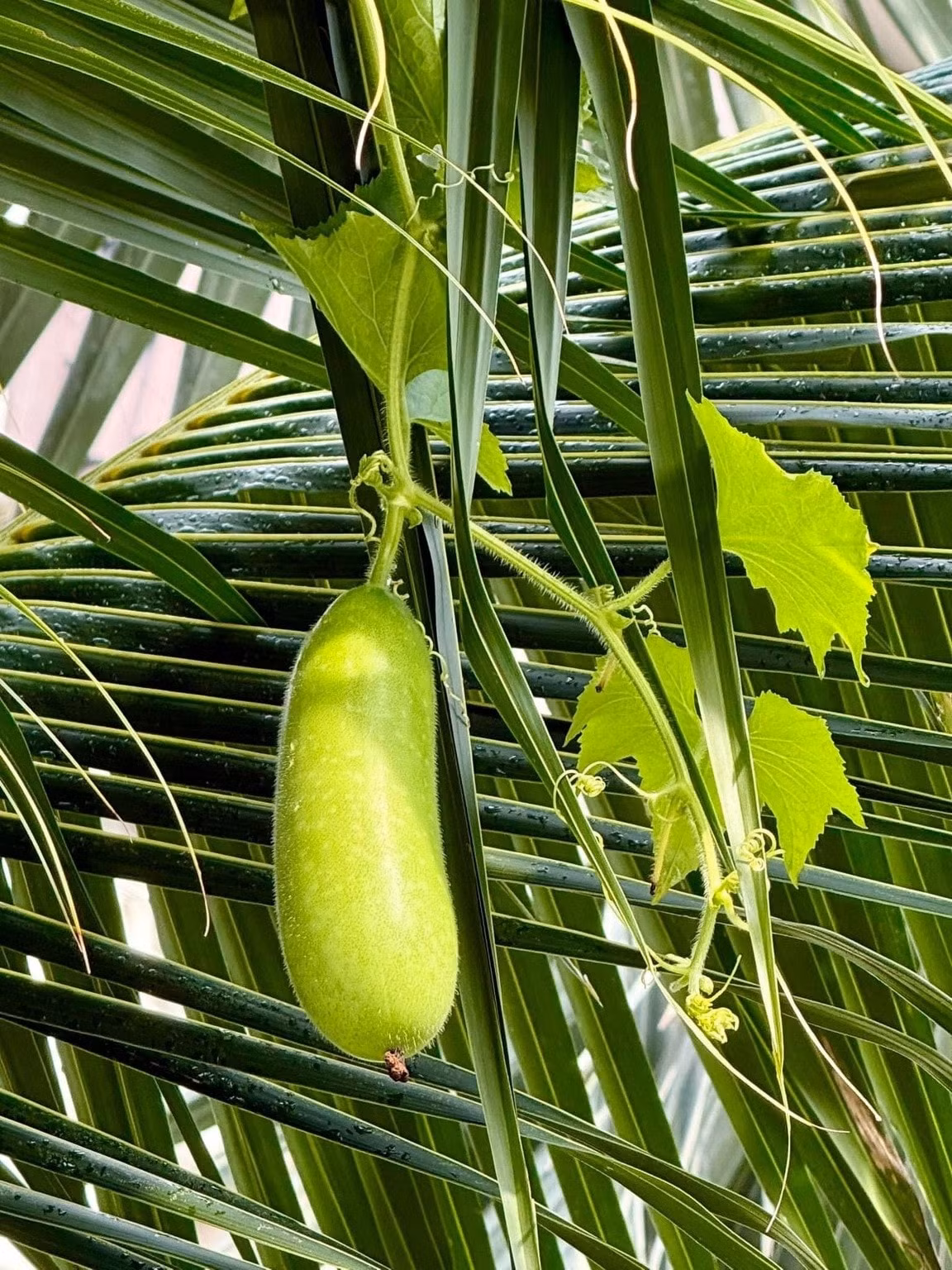 Nữ ca sĩ trồng nhiều loại rau củ như cải xanh, xà lách, bầu, bí...Ảnh: FBNV