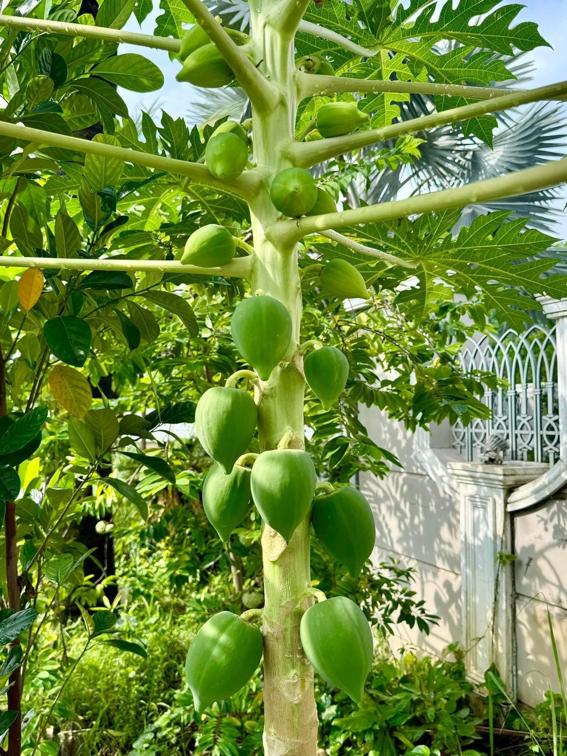 Khu vườn còn có nhiều trái cây theo mùa như na, đu đủ, mít..Ảnh: FBNV