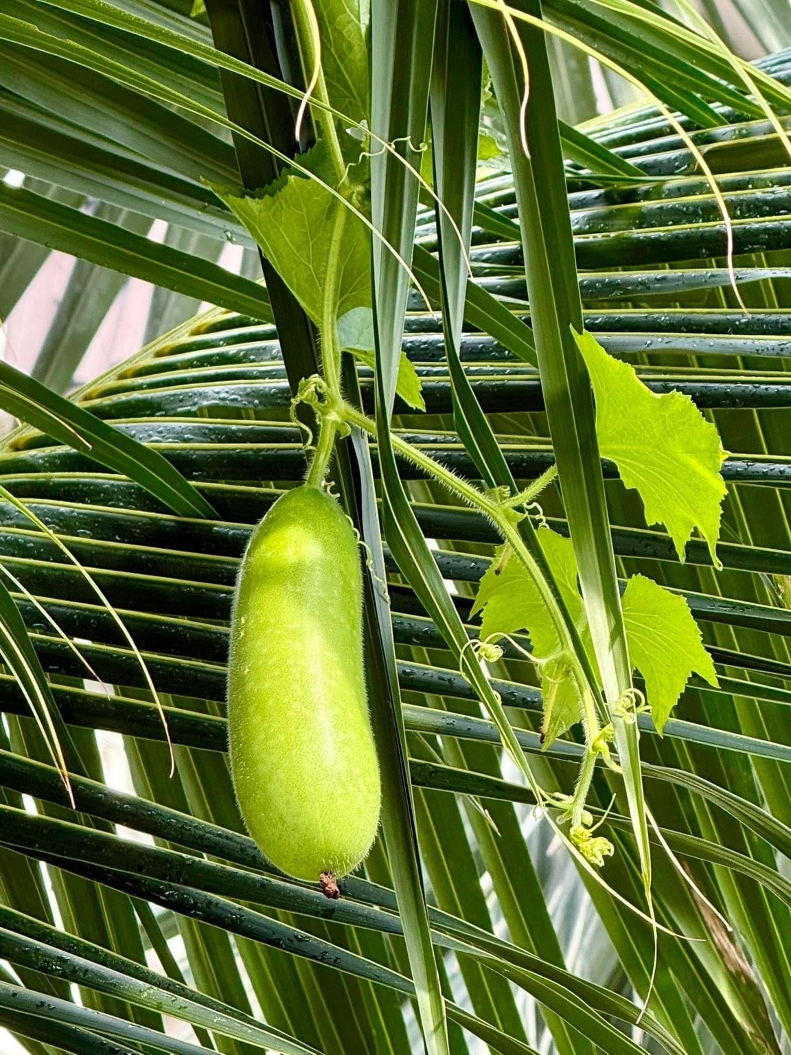 Nữ ca sĩ trồng nhiều loại rau củ như cải xanh, xà lách, bầu, bí...Ảnh: FBNV