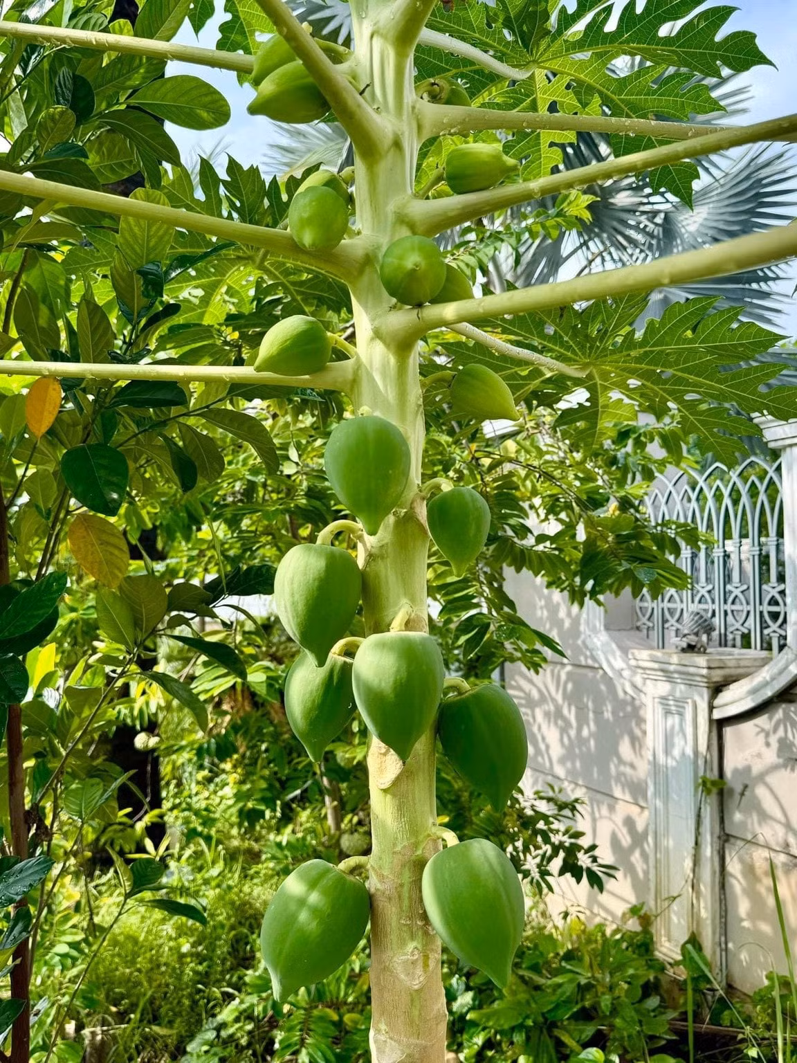 Khu vườn còn có nhiều trái cây theo mùa như na, đu đủ, mít..Ảnh: FBNV