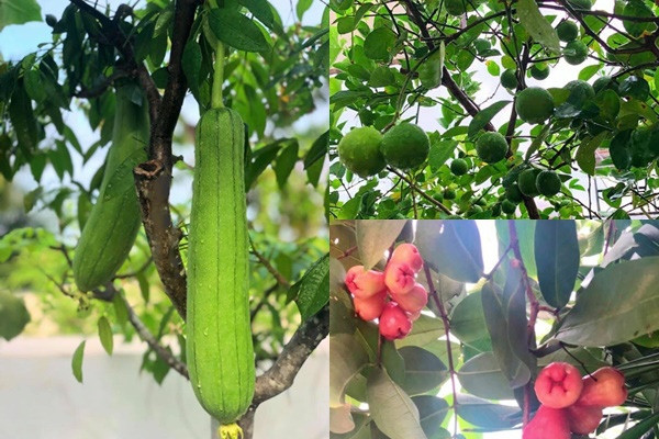 Cây trái trong khu vườn của MC Quyền Linh sai trĩu quả. Ảnh: FBNV