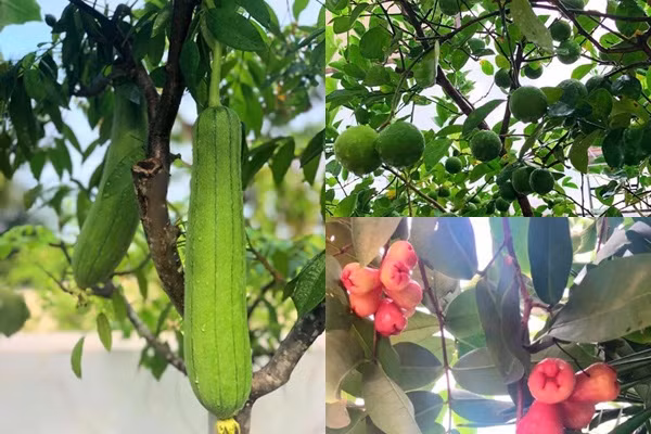 Cây trái trong khu vườn của MC Quyền Linh sai trĩu quả. Ảnh: FBNV