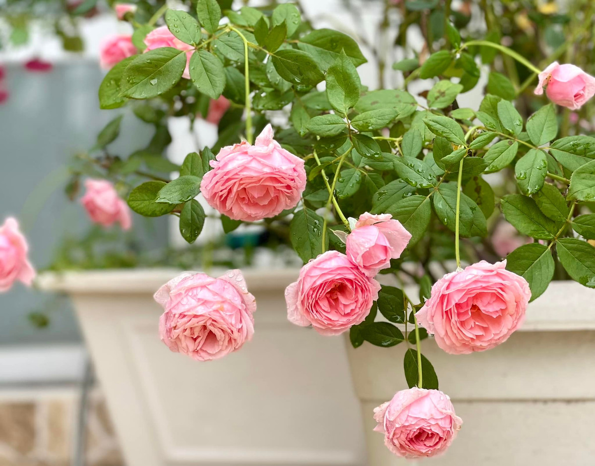 Chị Dạ Thảo - bà xã Quyền Linh thừa nhận đam mê hoa hồng nên đã "sưu tập" rất nhiều giống hoa này trồng trong vườn. Ảnh: FB Dạ Thảo