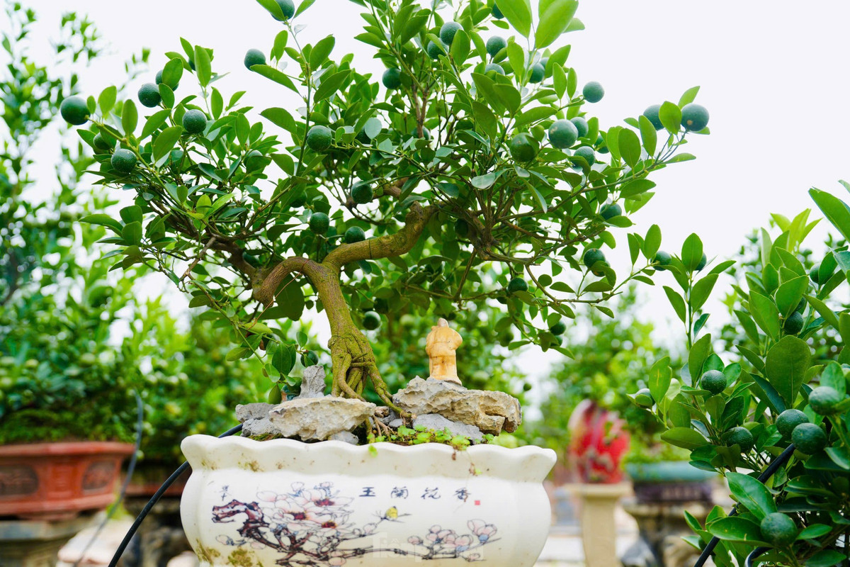Quất mộc căn có nhiều dáng thế như mẫu tử, huynh đệ, thác đổ, ngũ phúc, tứ quý, lộc bình... Ảnh: Tiền phong