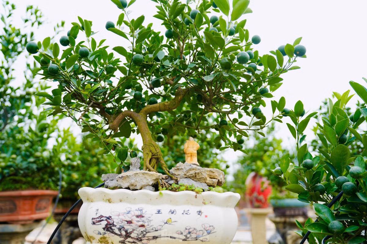 Quất mộc căn có nhiều dáng thế như mẫu tử, huynh đệ, thác đổ, ngũ phúc, tứ quý, lộc bình... Ảnh: Tiền phong