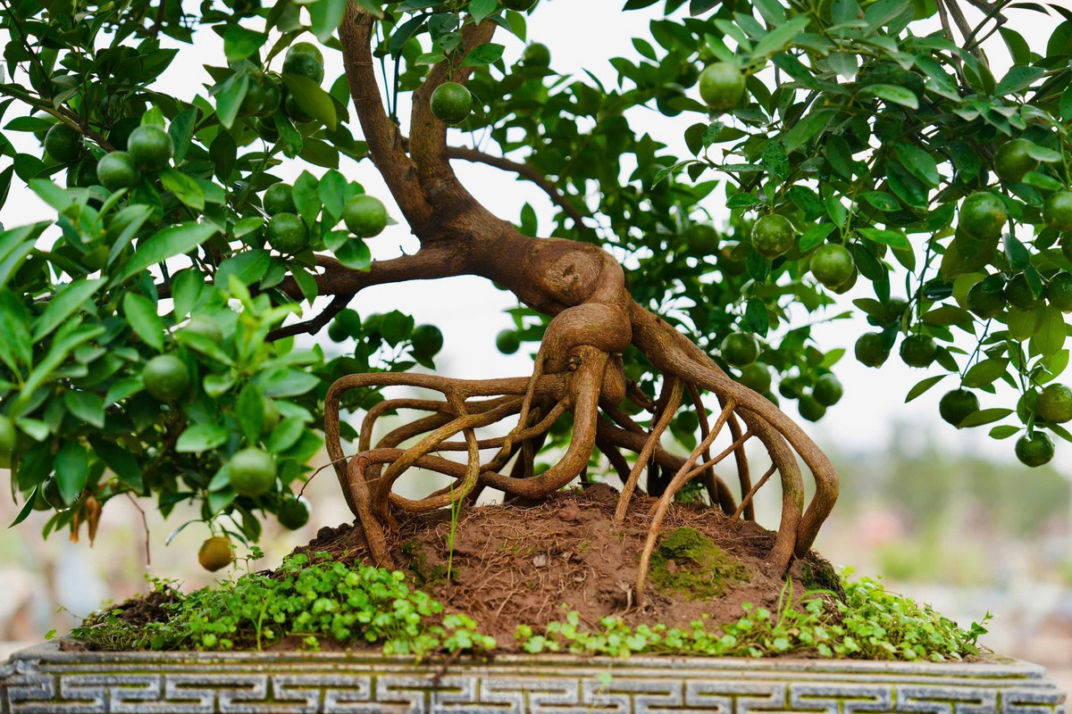 Ngoài bộ rễ, cây quất mộc căn phải có tổng thể hài hòa, bố cục mạch lạc, để phô trương vẻ đẹp gốc và thân... Ảnh: Tiền phong