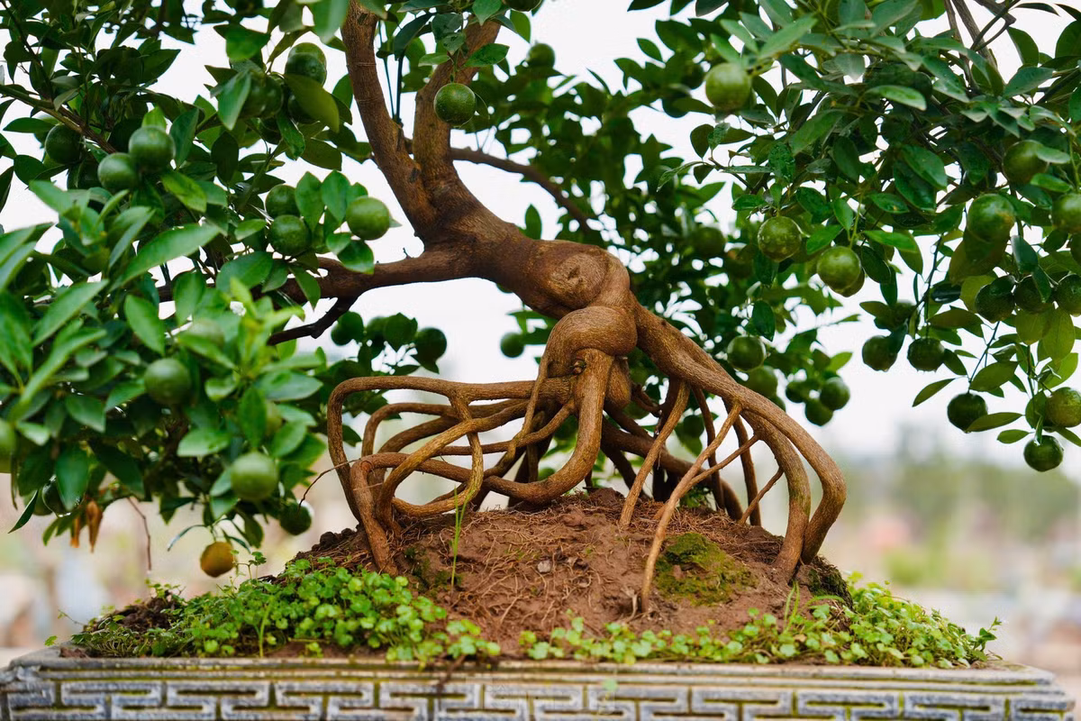 Ngoài bộ rễ, cây quất mộc căn phải có tổng thể hài hòa, bố cục mạch lạc, để phô trương vẻ đẹp gốc và thân... Ảnh: Tiền phong
