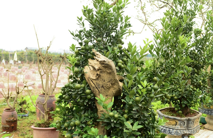 Dự đoán, số lượng quất mộc căn năm nay đưa ra thị trường sẽ khiêm tốn hơn so với năm trước. Ảnh: Công luận \