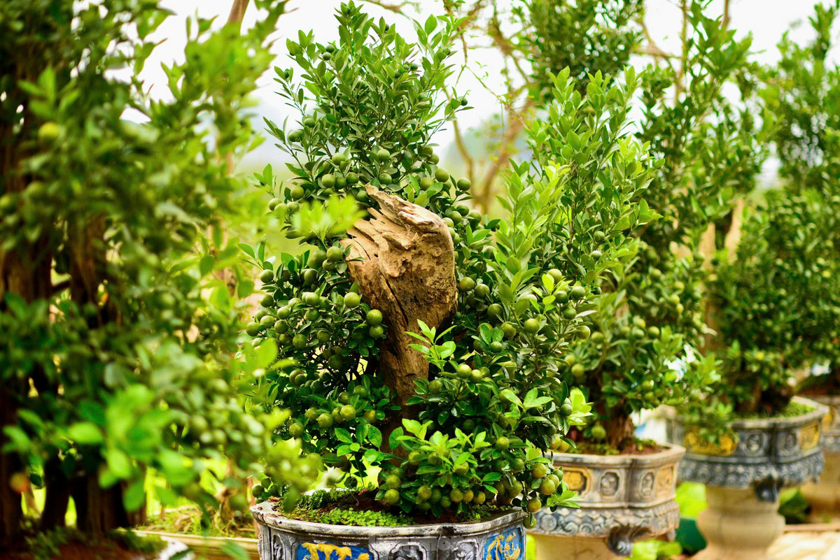 Ngoài quất bình, quất mini, quất gỗ lũa... quất mộc căn được nhiều khách hàng quan tâm bởi dáng vẻ độc đáo của những bộ rễ nhô hẳn lên khỏi mặt đất. Ảnh: Tiền phong