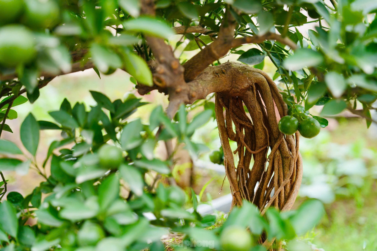 Tuỳ theo kích thước và độ đẹp mà quất mộc căn có giá từ hơn 1 triệu đồng cho tới hàng chục triệu đồng. Ảnh: Tiền phong