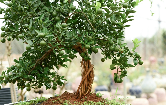 Quan trọng nhất, cây quất phải đáp ứng đủ ba yếu tố "cổ - kỳ - mỹ" như các loại cây cảnh khác. Ảnh: Công luận