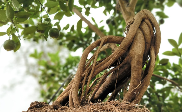 Tùy theo lượng rễ mỗi cây, thợ uốn quất mộc căn có thể thiết kế tạo hình. Ảnh: Công luận