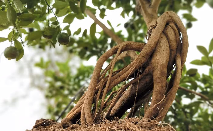 Tùy theo lượng rễ mỗi cây, thợ uốn quất mộc căn có thể thiết kế tạo hình. Ảnh: Công luận