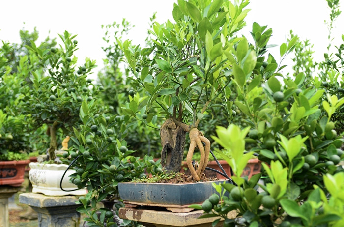 Quất mộc căn mang vẻ hùng dũng, khỏe khoắn nhưng hết sức mềm mại nhờ sự uốn tỉa tạo tác điêu luyện. Ảnh: Công luận