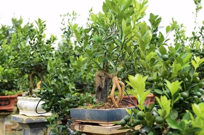 Quất mộc căn mang vẻ hùng dũng, khỏe khoắn nhưng hết sức mềm mại nhờ sự uốn tỉa tạo tác điêu luyện. Ảnh: Công luận