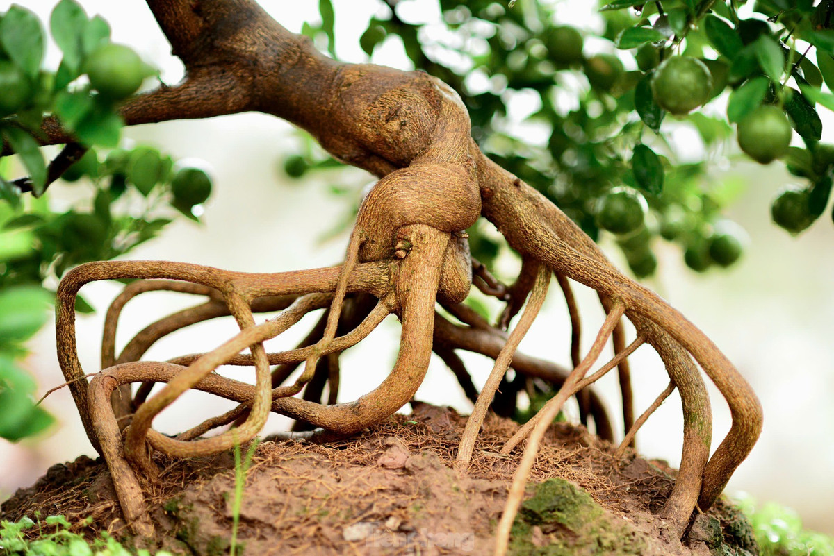 Thậm chí, nhiều cây quất đã được khách đặt hàng từ tháng 10. Ảnh: Tiền phong