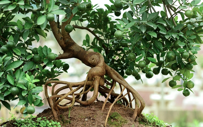 Rễ càng to, càng già chứng tỏ cây càng lâu năm và có giá trị cao. Ảnh: Công luận