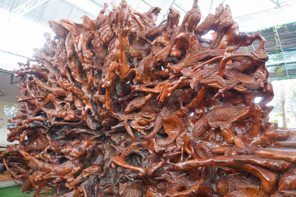 Sau khi mua được, ông Phong gặp rất nhiều khó khăn trong việc đào gốc cây lên và đưa về. Nhiều người chơi gỗ ước đoán gốc cây dầu này có tuổi đời khoảng 300 năm. Ảnh: Kỷ lục