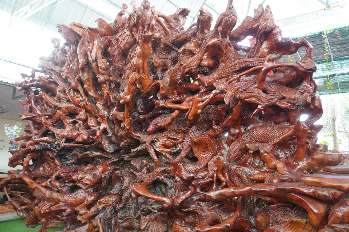 Sau khi mua được, ông Phong gặp rất nhiều khó khăn trong việc đào gốc cây lên và đưa về. Nhiều người chơi gỗ ước đoán gốc cây dầu này có tuổi đời khoảng 300 năm. Ảnh: Kỷ lục