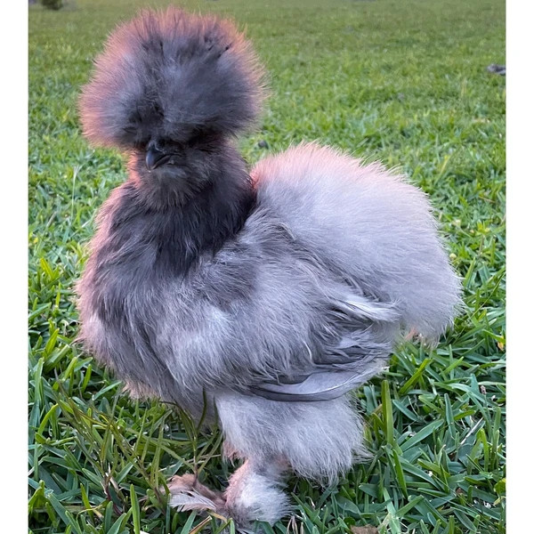 Gà Silkie được ví là loài lai giữa gà và thỏ, bộ lông đủ màu sắc. Ảnh: Mypet chicken
