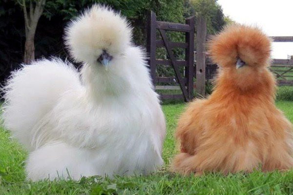 Lông của giống gà này có đủ màu sắc như trắng, vàng, đen... Bộ lông phủ kín thân khiến người ra chỉ có thể nhìn thấy mặt của chúng. Ảnh: Getty