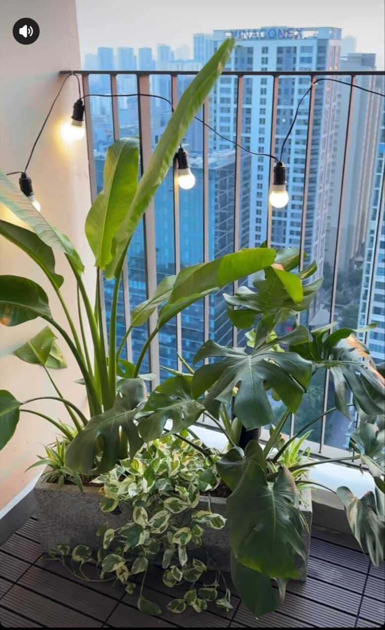 Tại khu vực ban công, Huyền Lizzie trồng nhiều loại cây cảnh như trầu bà sữa, trầu bà lá xẻ... Ảnh: chụp màn hình
