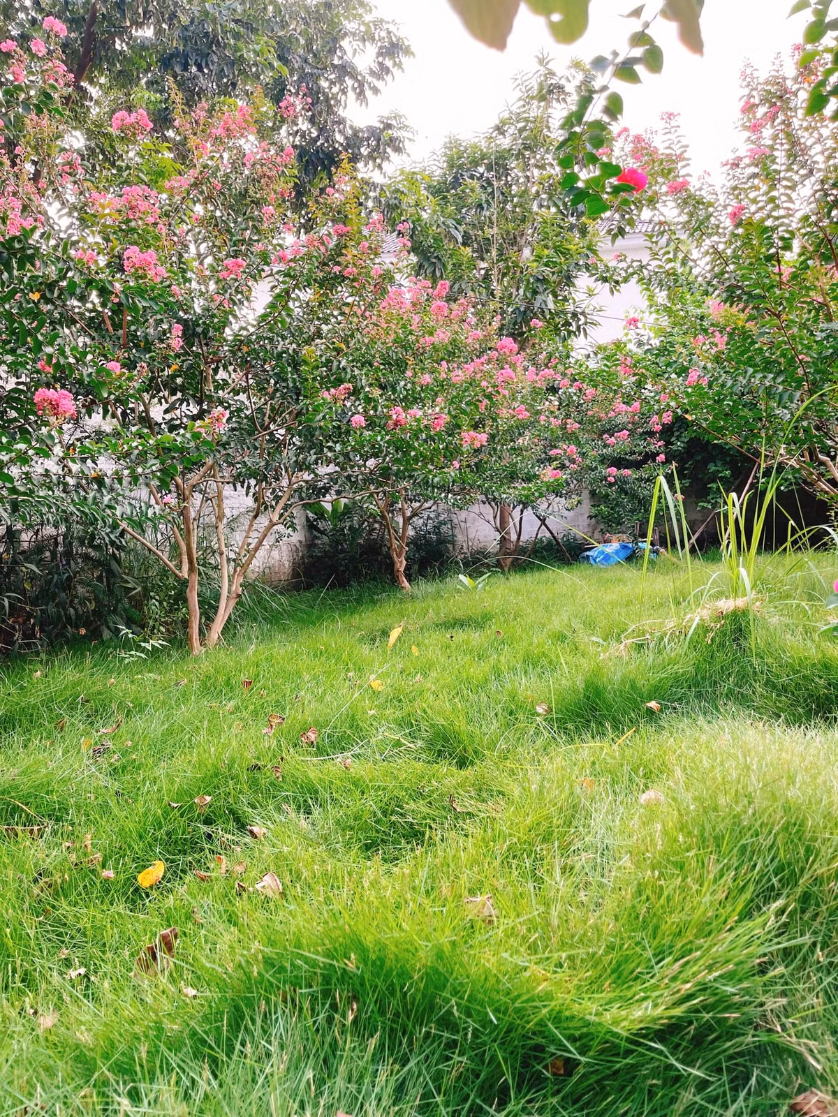 Lớp cỏ mềm mại, có thể thoải mái nằm xuống ngắm nhìn trời mây. Ảnh: FB Đỗ Duy Nam