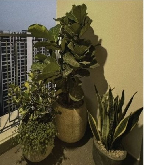 Ban công đặt chậu cây xanh tươi tốt. Ảnh: FB Mai Ngoc