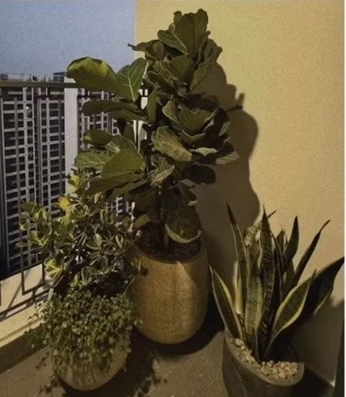 Ban công đặt chậu cây xanh tươi tốt. Ảnh: FB Mai Ngoc