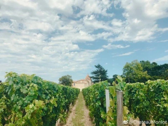 Trang trại nho của Triệu Vy sản xuất khoảng 50.000 chai vang đỏ hàng năm. Ảnh: Weibo