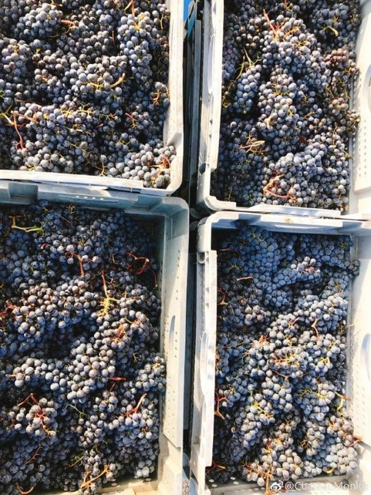 Nho được đưa vào nhà máy, chế biến thành loại rượu vang thơm ngon. Ảnh: Weibo