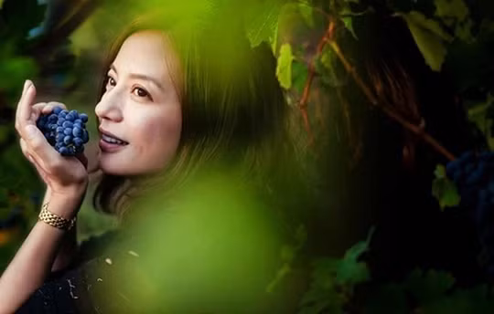 Đây là vườn nho đắt đỏ, từng là một trong những tài sản của vua Louis XIV, Pháp. Ảnh: Weibo