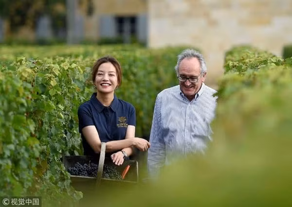 Dù diện tích trồng nho lớn nhưng Triệu Vy vẫn kiên định cách trồng và thu hoạch truyền thống. Ảnh: Weibo