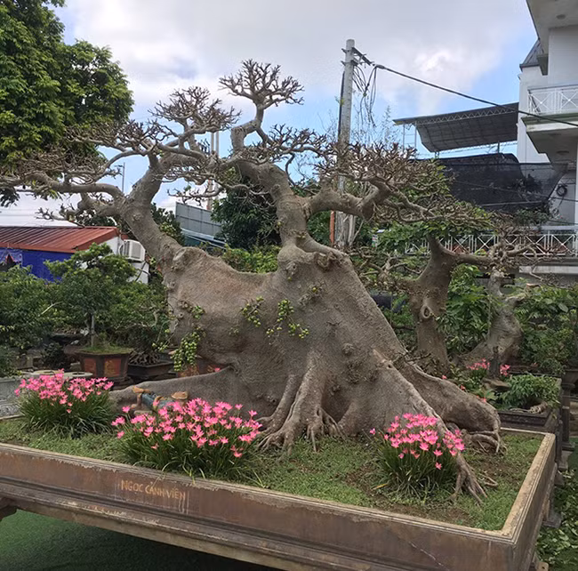  Cây sung gần 100 tuổi nhưng lên chậu được khoảng 20 năm và mất 15 năm tạo tác tay cành. Ảnh: Dân Việt