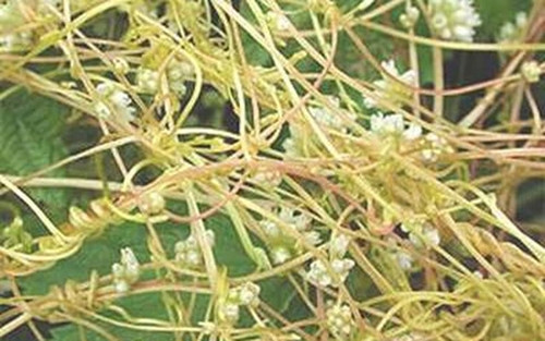 Tơ hồng có vị cay nhẹ, ngọt, khi ăn rất lạ nhưng ngon miệng. Ảnh: Internet