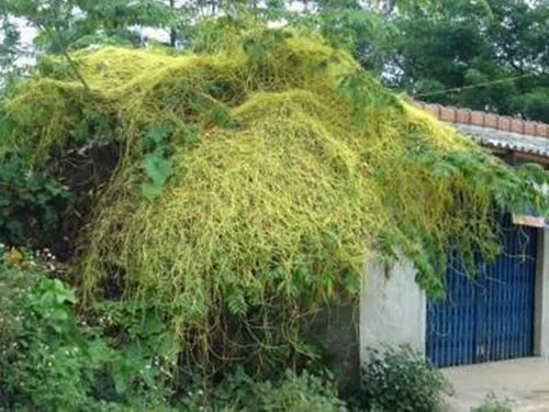 Ở nhiều vùng quê, bà con thường cắt dây tơ hồng vứt đi để tránh hại cho cây. Ảnh: Suckhoedoisong